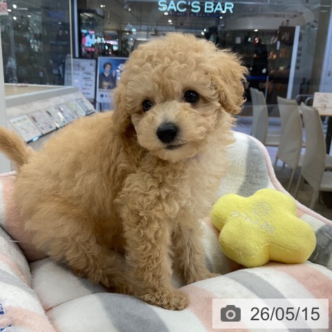 福岡県のトイプードル(トイ) (ペットプラス 春日店/2026年3月11日生まれ/男の子/ペールフォーン)の子犬の3枚目の画像