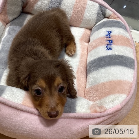 鹿児島県のカニンヘンダックスフンド(ロング) (ペットプラス 姶良店/2026年3月10日生まれ/男の子/チョコレートタン)の子犬の3枚目の画像