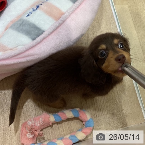 カニーンヘン・ダックスフンドの写真