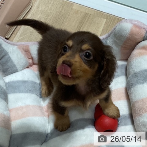 カニーンヘン・ダックスフンドの写真