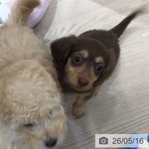 沖縄県のカニンヘンダックスフンド(ロング) (ペットプラス 沖縄ライカム店/2026年3月10日生まれ/女の子/チョコレートタン)の子犬の3枚目の画像