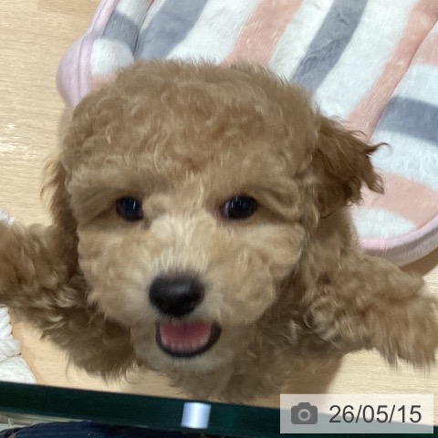 鹿児島県のトイプードル(トイ) (ペットプラス 姶良店/2026年3月12日生まれ/女の子/アプリコット)の子犬の3枚目の画像