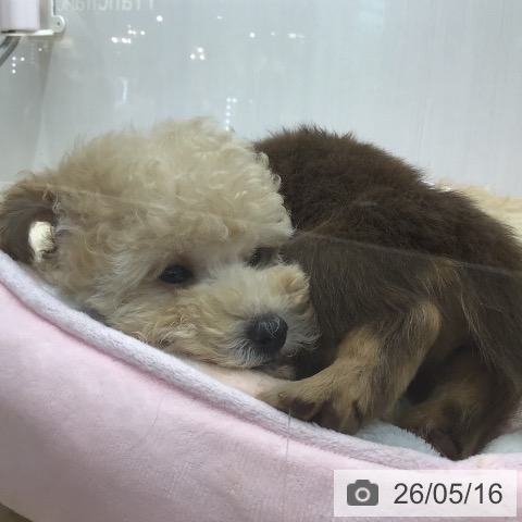 沖縄県のトイプードル(トイ) (ペットプラス 沖縄ライカム店/2026年3月12日生まれ/女の子/クリーム)の子犬の3枚目の画像