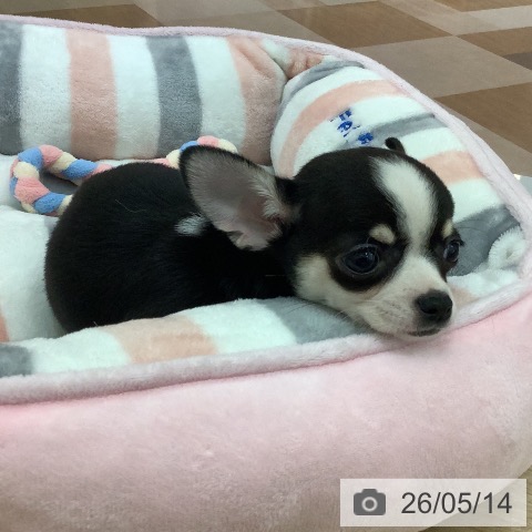 チワワの写真