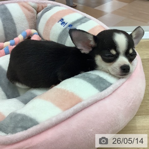 チワワの写真