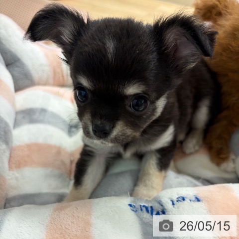 宮崎県のチワワ(ロング) (ペットプラス 宮崎店/2026年3月13日生まれ/男の子/ブラックタンホワイト)の子犬の3枚目の画像