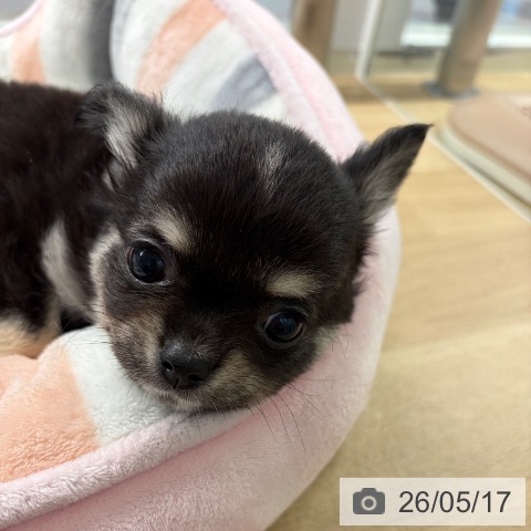 宮崎県のチワワ(ロング) (ペットプラス 宮崎店/2026年3月13日生まれ/男の子/ブラックタンホワイト)の子犬の3枚目の画像