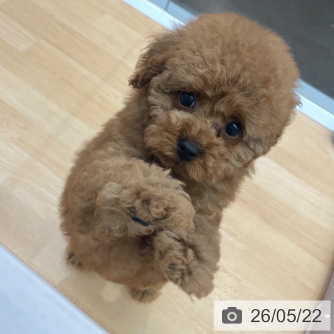 福岡県のトイプードル(トイ) (ペットプラス MARK IS 福岡ももち店/2026年3月10日生まれ/男の子/レッド)の子犬の4枚目の画像
