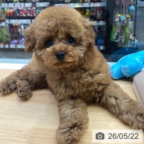 福岡県のトイプードル(トイ) (ペットプラス MARK IS 福岡ももち店/2026年3月10日生まれ/男の子/レッド)の子犬の3枚目の画像