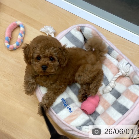 福岡県のトイプードル(トイ) (ペットプラス MARK IS 福岡ももち店/2026年3月10日生まれ/男の子/レッド)の子犬の3枚目の画像