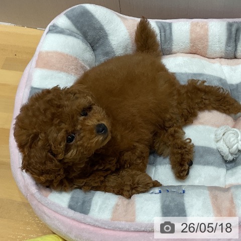 埼玉県のトイプードル(トイ) (ペットプラス 与野店/2026年3月10日生まれ/女の子/レッド)の子犬の3枚目の画像