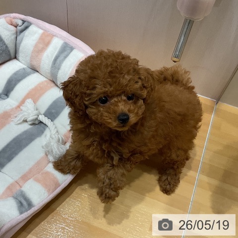 埼玉県のトイプードル(トイ) (ペットプラス 与野店/2026年3月10日生まれ/女の子/レッド)の子犬の4枚目の画像