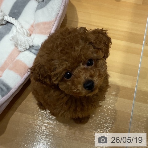 埼玉県のトイプードル(トイ) (ペットプラス 与野店/2026年3月10日生まれ/女の子/レッド)の子犬の3枚目の画像