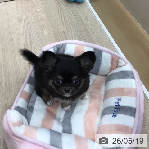 チワワの写真