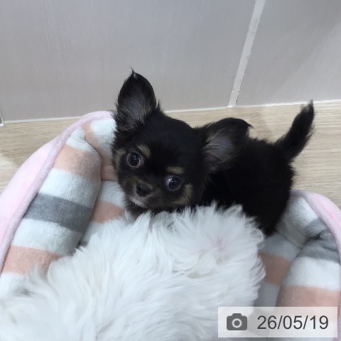 チワワの写真
