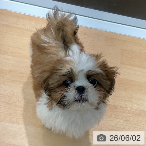 熊本県のシーズー (ペットプラス 熊本店/2026年3月7日生まれ/男の子/ゴールドホワイト)の子犬の3枚目の画像