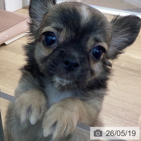 宮崎県のチワワ(ロング) (ペットプラス 宮崎店/2026年3月13日生まれ/男の子/フォーンホワイト)の子犬の4枚目の画像