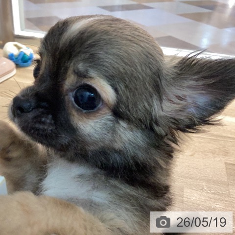 宮崎県のチワワ(ロング) (ペットプラス 宮崎店/2026年3月13日生まれ/男の子/フォーンホワイト)の子犬の3枚目の画像
