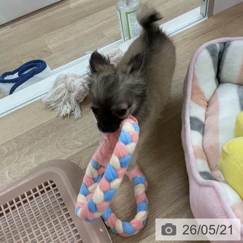 チワワの写真