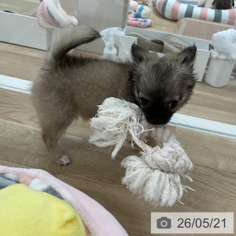 チワワの写真