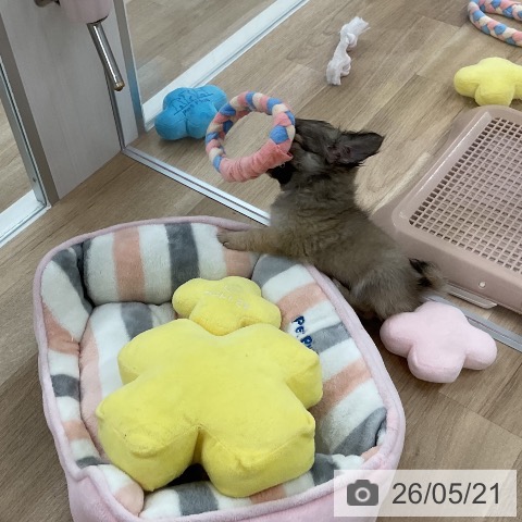 チワワの写真