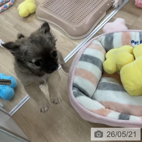 チワワの写真