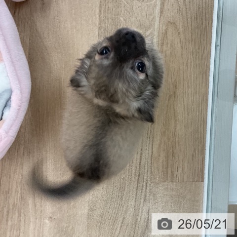 チワワの写真