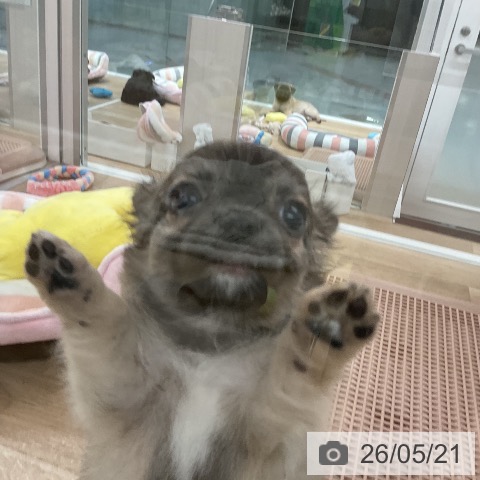 チワワの写真