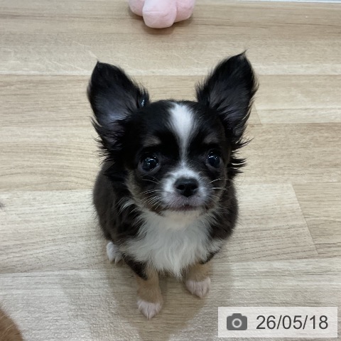 チワワの写真