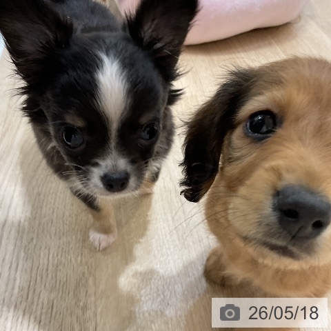 チワワの写真