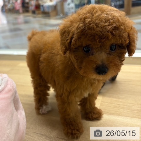 宮崎県のトイプードル(トイ) (ペットプラス 宮崎店/2026年3月13日生まれ/女の子/レッド)の子犬の4枚目の画像