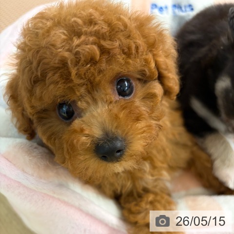 宮崎県のトイプードル(トイ) (ペットプラス 宮崎店/2026年3月13日生まれ/女の子/レッド)の子犬の3枚目の画像