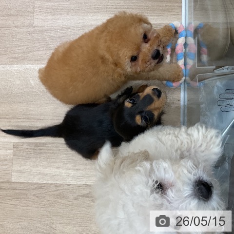 ミニチュア・ダックスフンドの写真