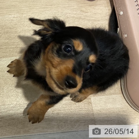 ミニチュア・ダックスフンドの写真