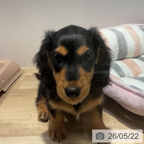 福岡県のミニチュアダックスフンド(ロング) (ペットプラス 小倉南店/2026年3月14日生まれ/男の子/ブラックタン)の子犬の3枚目の画像