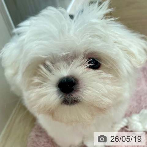 マルチーズの写真