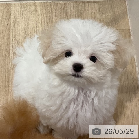 福岡県のマルチーズ (ペットプラス 小倉南店/2026年3月14日生まれ/男の子/ホワイト)の子犬の3枚目の画像