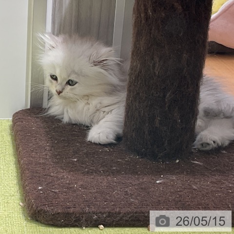 ペルシャの写真