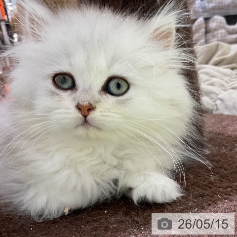 ペルシャの写真