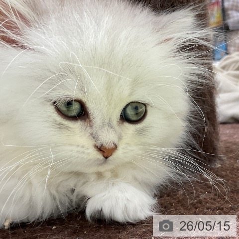ペルシャの写真