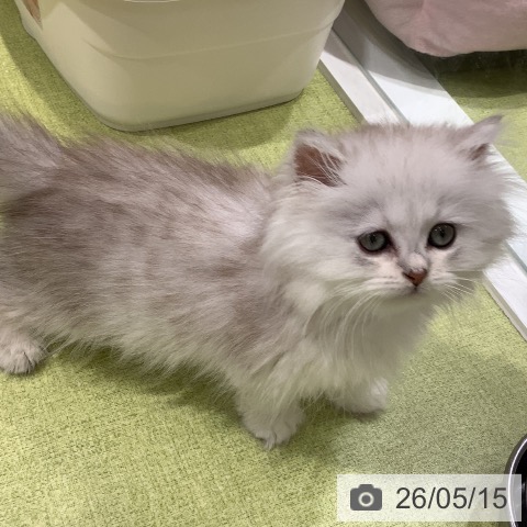 ペルシャの写真
