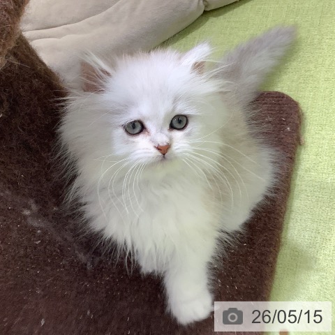 ペルシャの写真