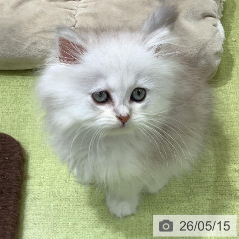 ペルシャの写真