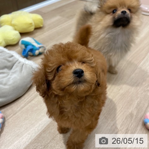 福岡県のトイプードル(トイ) (ペットプラス 八幡東店/2026年3月13日生まれ/女の子/レッド)の子犬の3枚目の画像