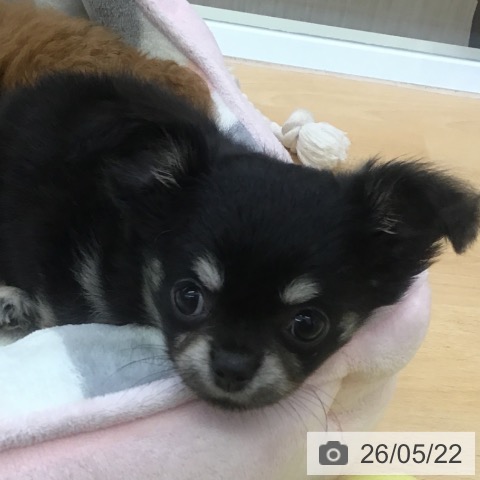 福岡県のチワワ(ロング) (ペットプラス 福岡店/2026年3月18日生まれ/女の子/ブラックタン)の子犬の4枚目の画像