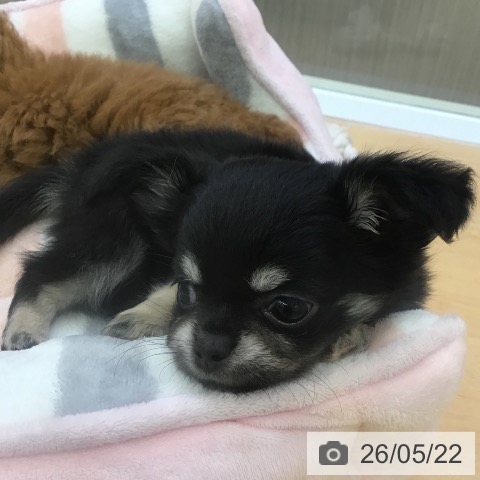 福岡県のチワワ(ロング) (ペットプラス 福岡店/2026年3月18日生まれ/女の子/ブラックタン)の子犬の3枚目の画像