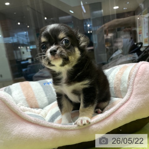 福岡県のチワワ(ロング) (ペットプラス MARK IS 福岡ももち店/2026年3月18日生まれ/男の子/ブラックタンホワイト)の子犬の4枚目の画像