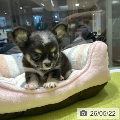 福岡県のチワワ(ロング) (ペットプラス MARK IS 福岡ももち店/2026年3月18日生まれ/男の子/ブラックタンホワイト)の子犬の3枚目の画像