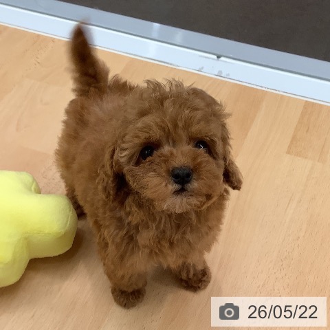 熊本県のトイプードル(トイ) (ペットプラス 熊本店/2026年3月17日生まれ/男の子/レッド)の子犬の3枚目の画像