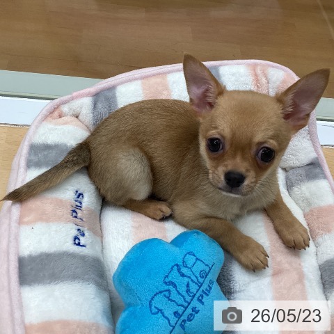 福岡県のチワワ(ロング) (ペットプラス 黒崎店/2026年3月18日生まれ/男の子/フォーン)の子犬の4枚目の画像